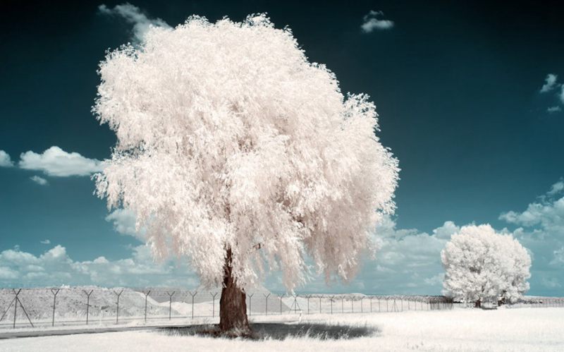 摄影技巧：红外摄影下的绿色变成了雪景--阿里百秀